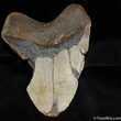 Monster Megalodon Tooth - Nearly Six Inches #522-2